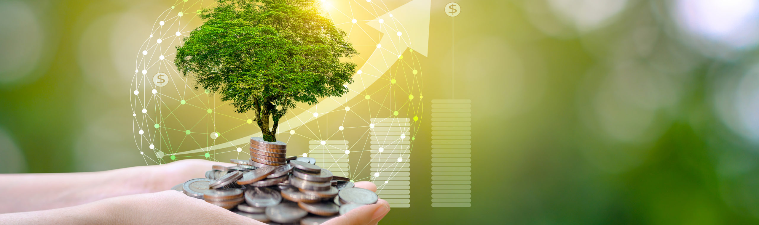 hand Coin tree The tree grows on the pile. Saving money for the future. Investment Ideas and Business Growth. Green background with bokeh sun